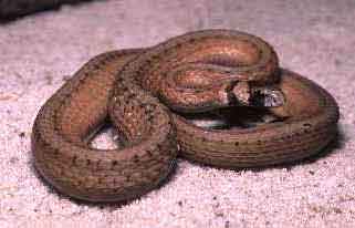 brownsnake.jpg