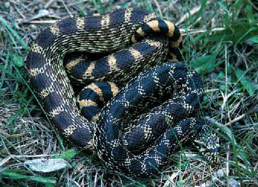 bullsnake.jpg