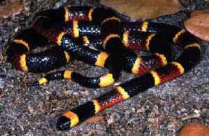 coralsnake.jpg